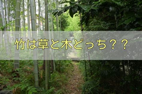 竹 樹木|「竹は草？木？」実は難しい草木の境目を力学的視点で分類する。